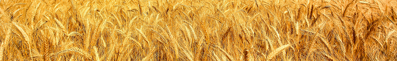 Agri Food 1300x200